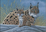 (image for) Spanish Lynx and Cub